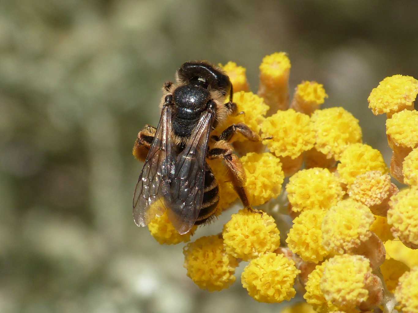 Andrena piccola: Andrena cf. flavipes